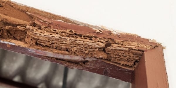 Defects Due to Termites