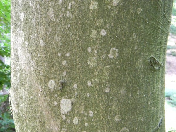 Druxiness in Wood