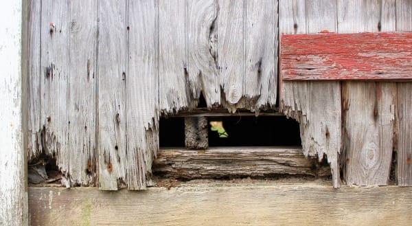 Dry Rot in Timber