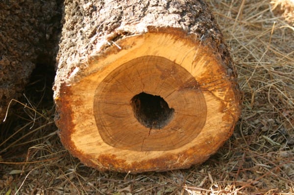 Heart Rot in Timber