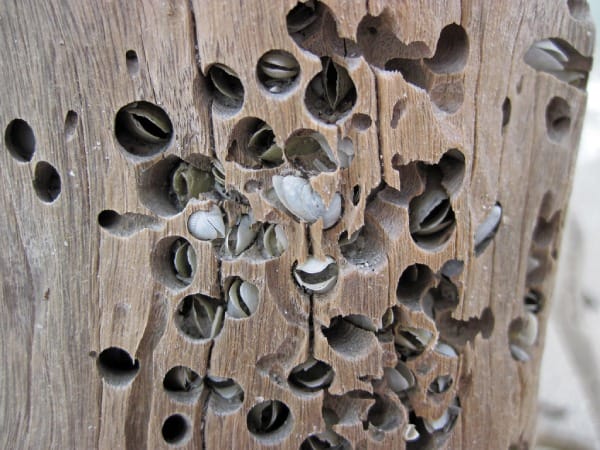 Marine Borers in Timber
