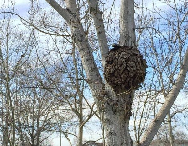 Rind Galls Defect in Timber