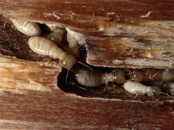 Termites in Timber