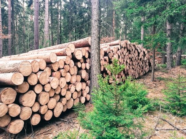 Timber