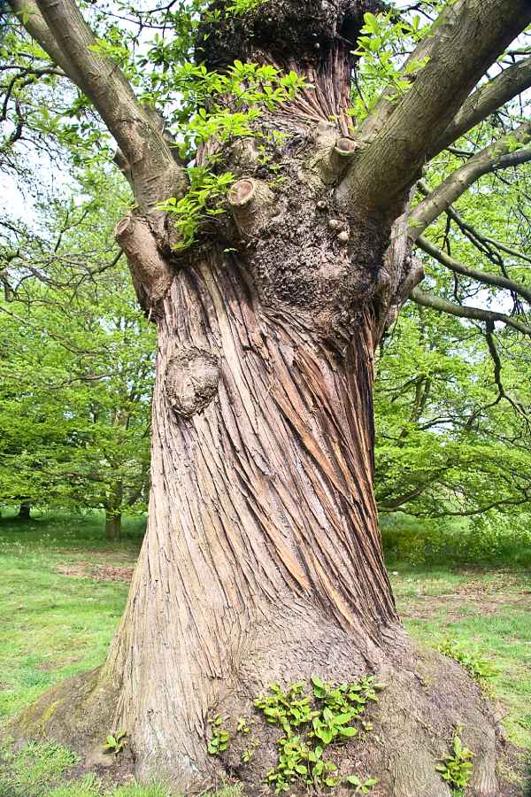 Timber Twisted Fibers