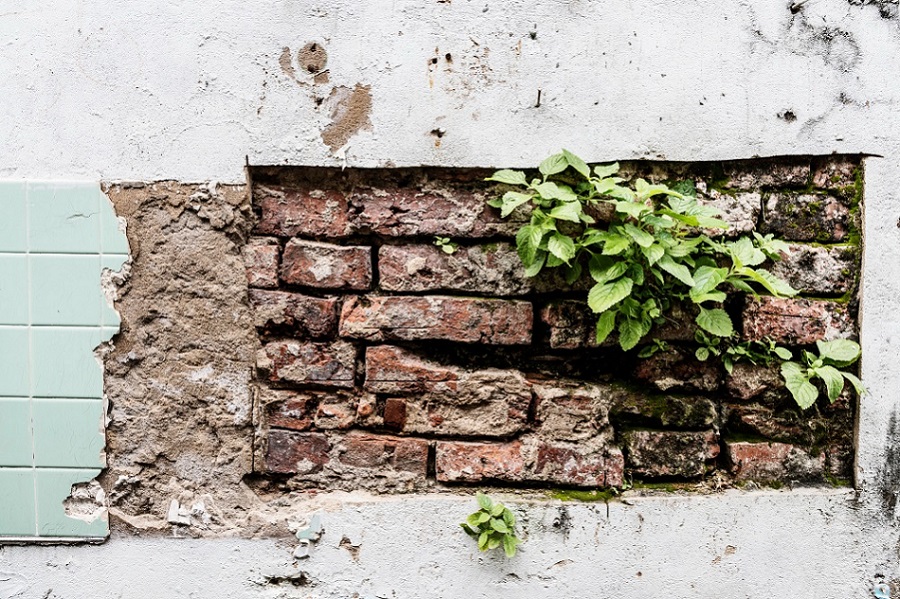 Vegetation Growth from Cracks Due to Water Leakage
