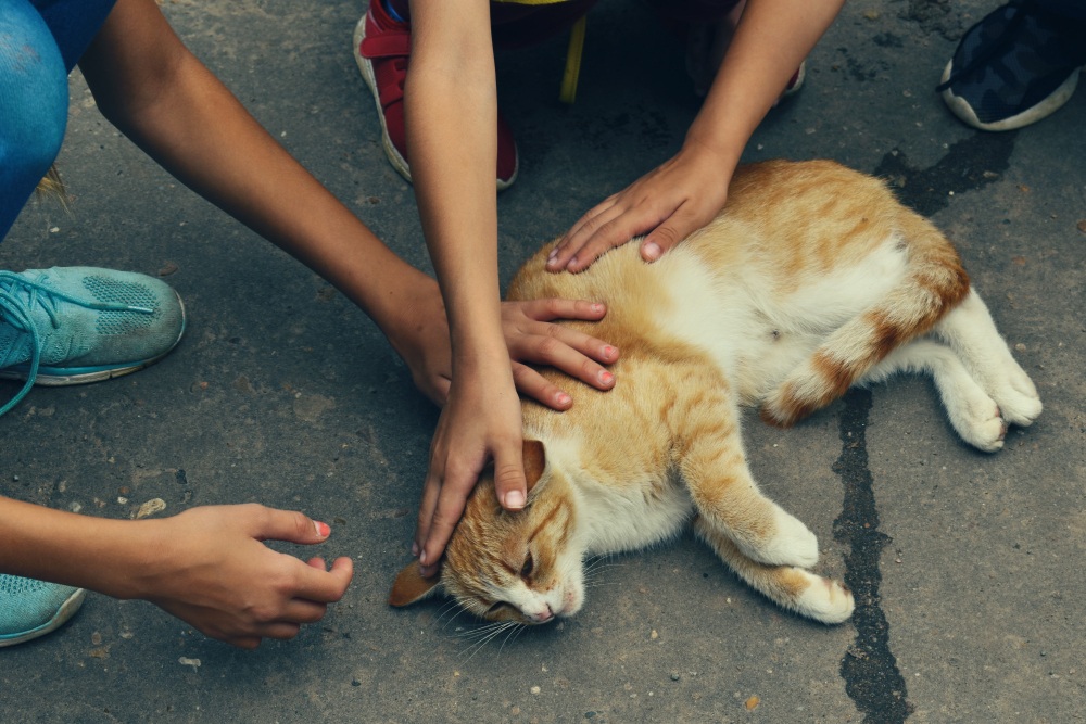 Tips to Help Your Pets after Earthquake