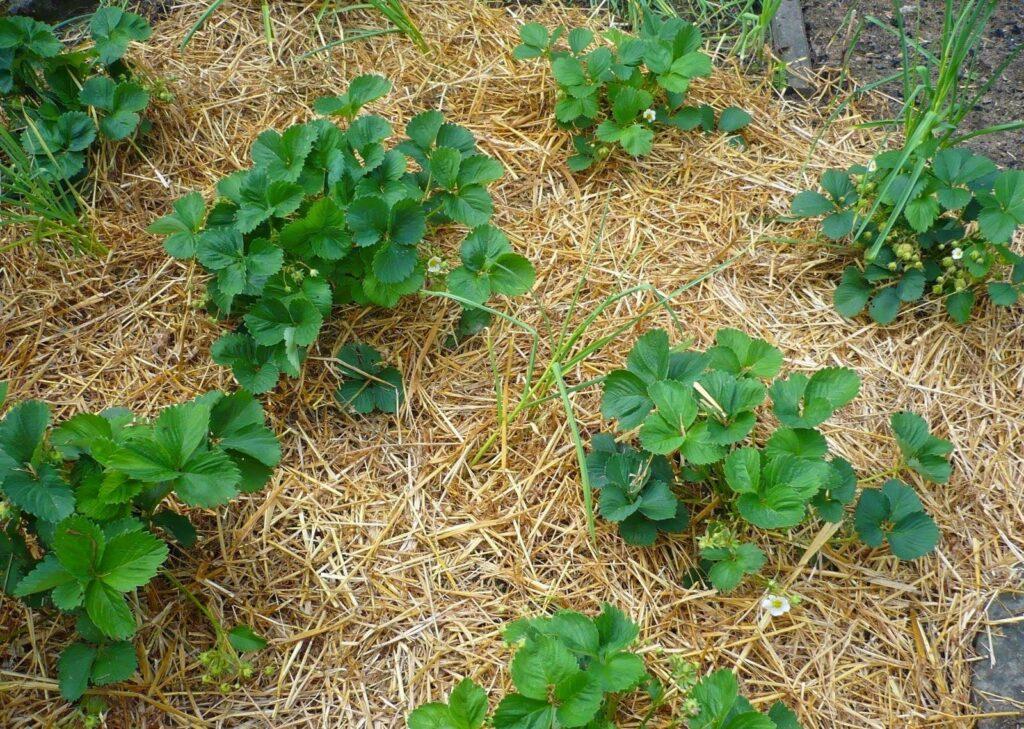 Straw Mulch