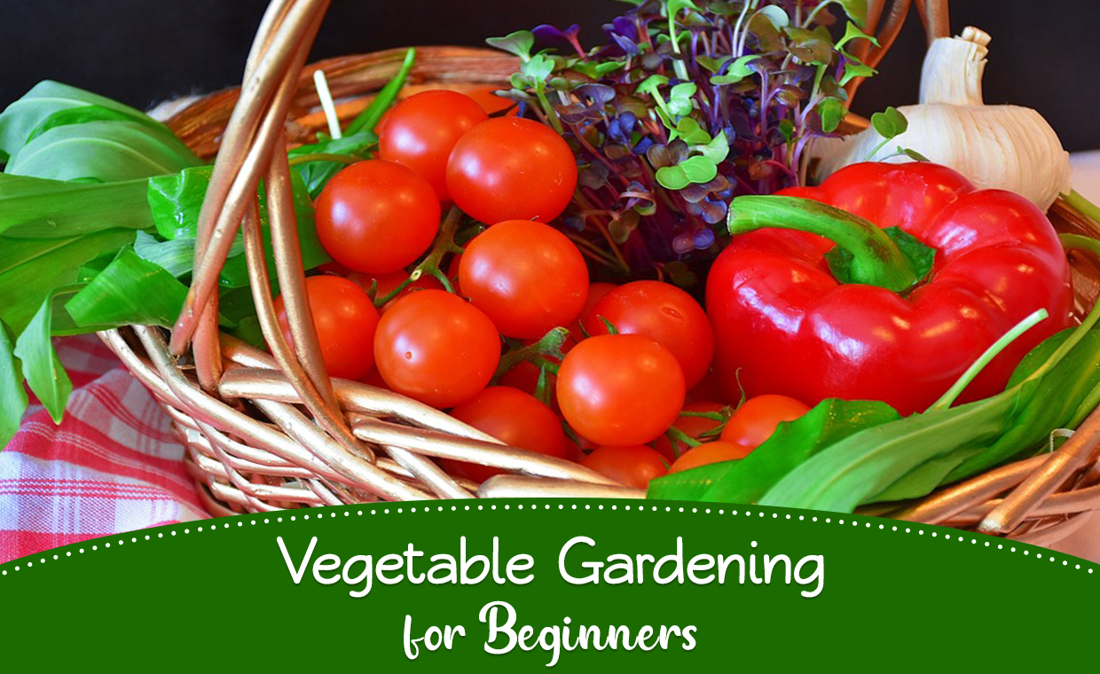 Vegetable Gardening for Beginners
