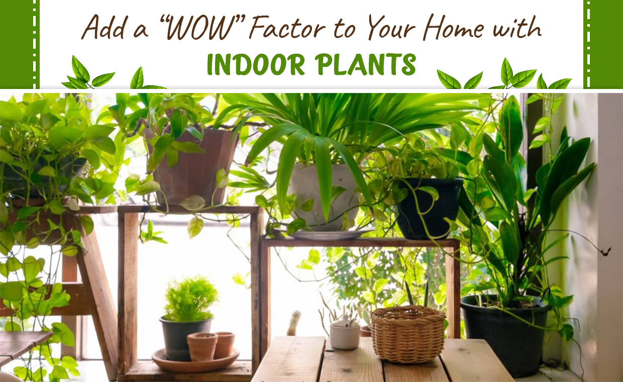 House Plants