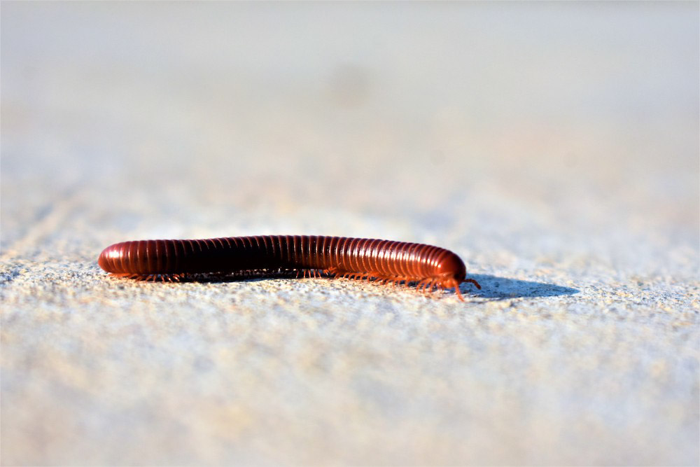 Brown Worms