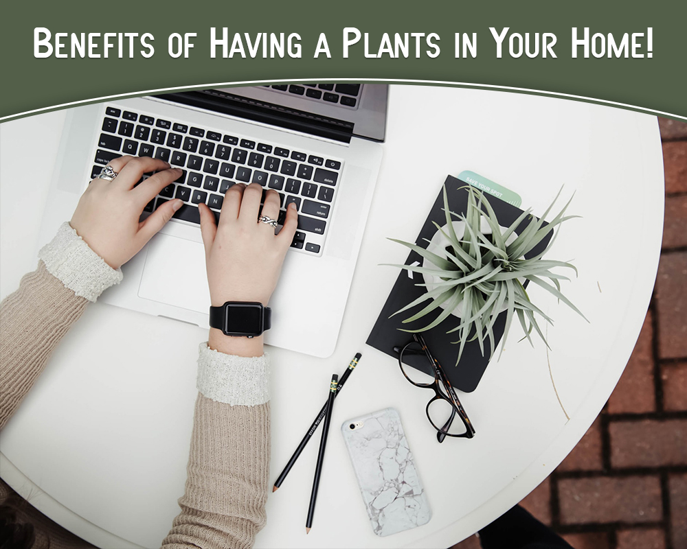 Buy Plants