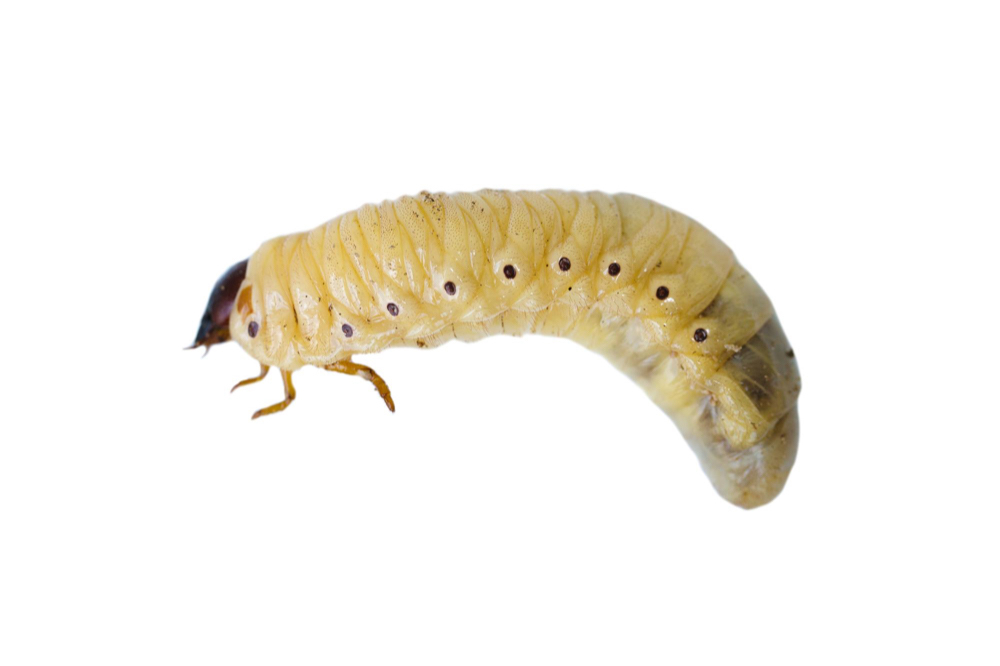 Drain Fly Larvae