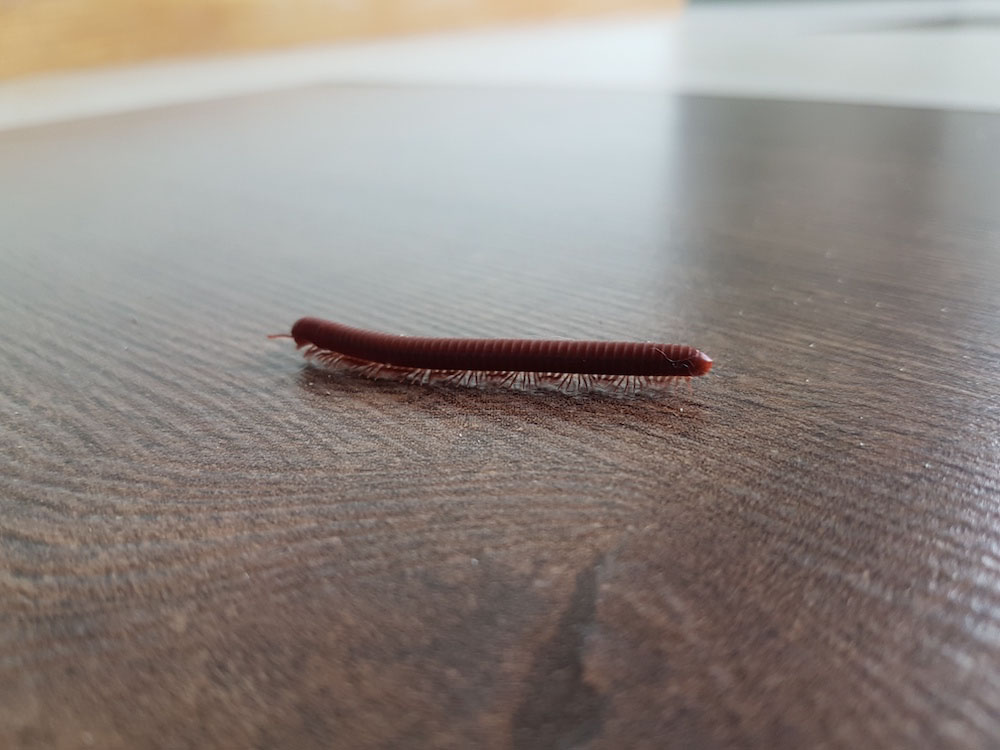 Earthworms
