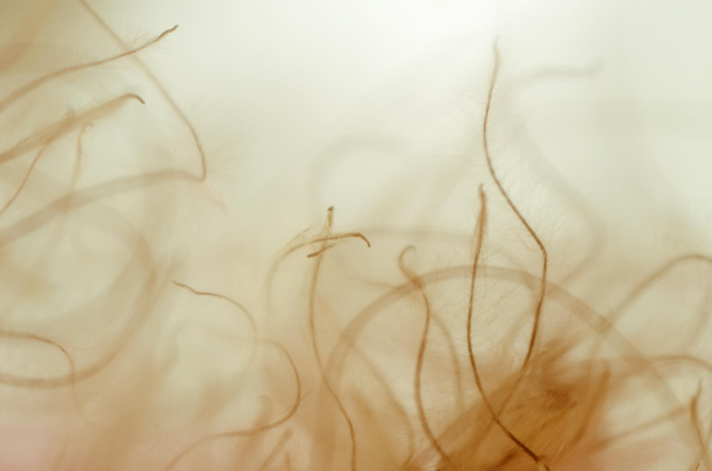 Horsehair Worms