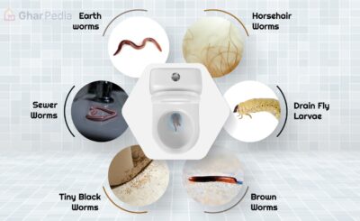 Worms in Toilet