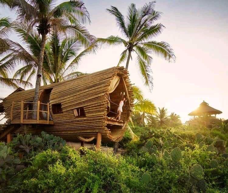 Bamboo House Design