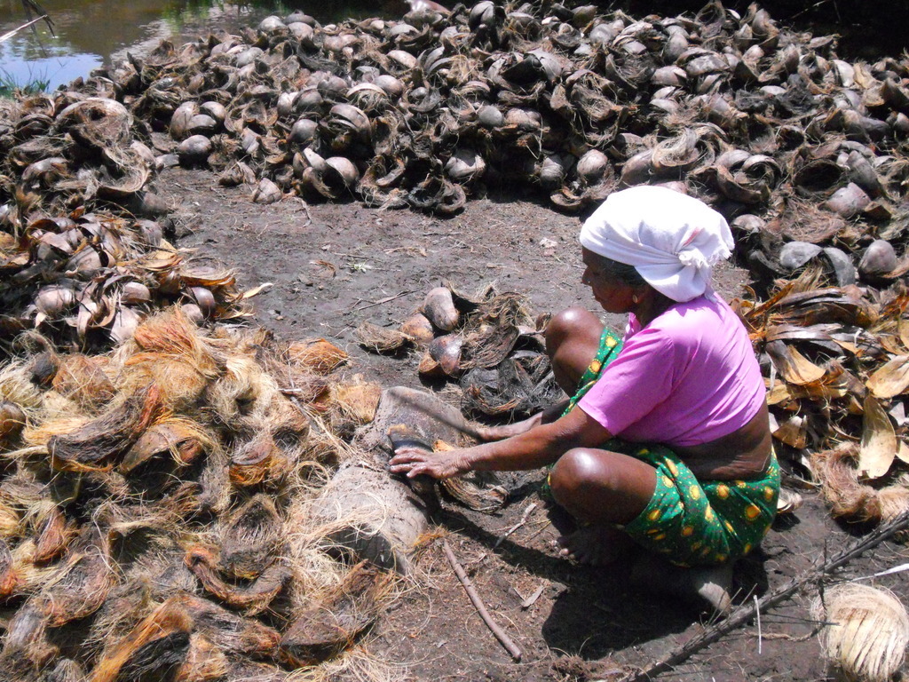 Traditional Coconut Fibre Dehusking Method