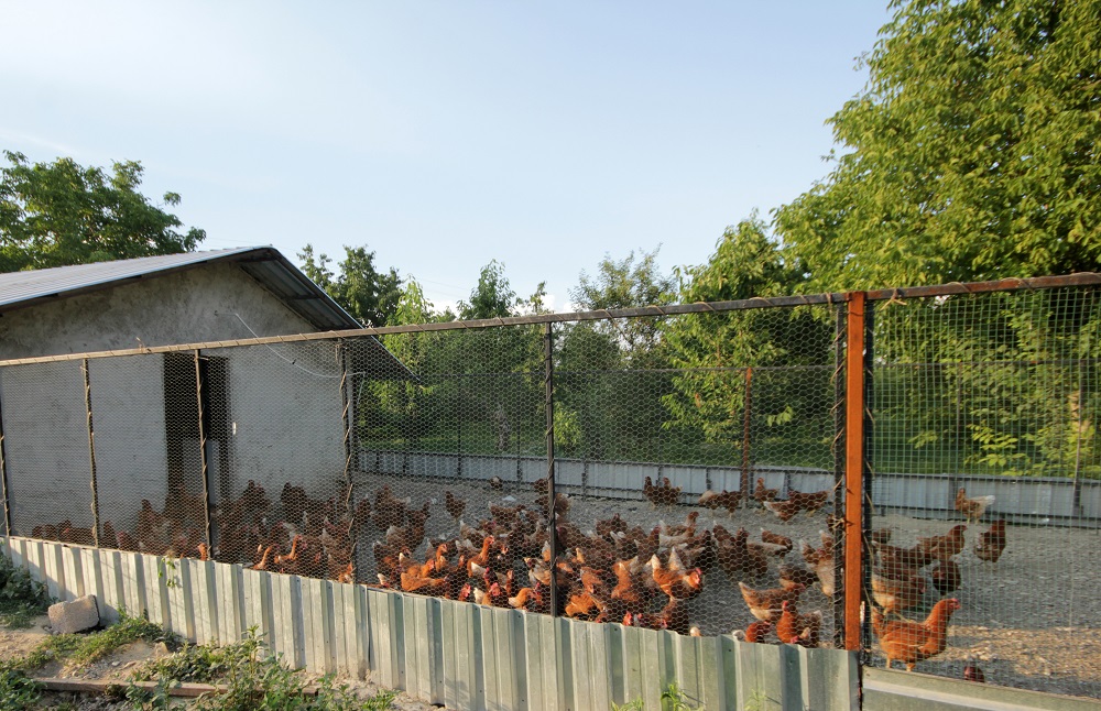 Chicken Coops