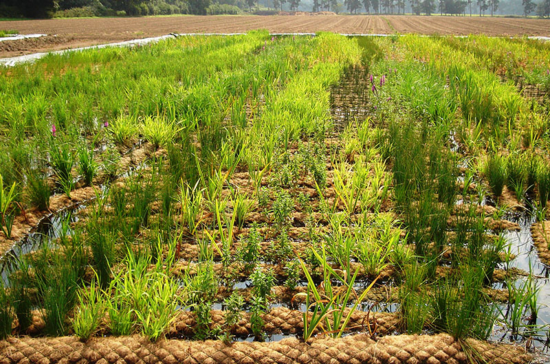 Coir- Geotextilesfor Gardening/Farming