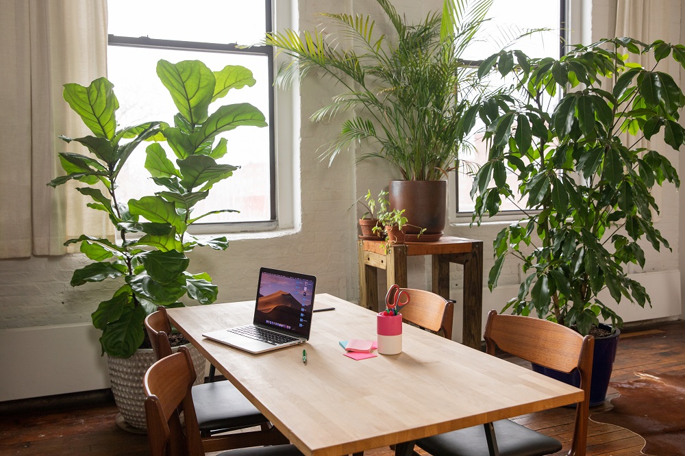 House Plant