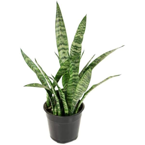 Snake Plant Snake Plant