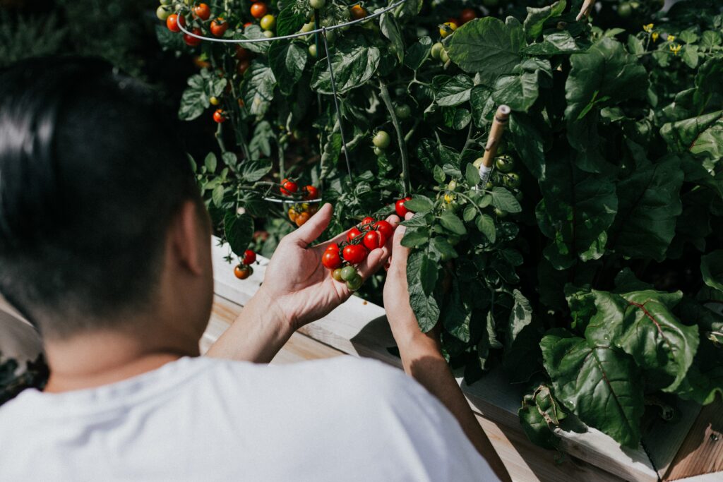 Vegetable Gardening Vegetable Gardening