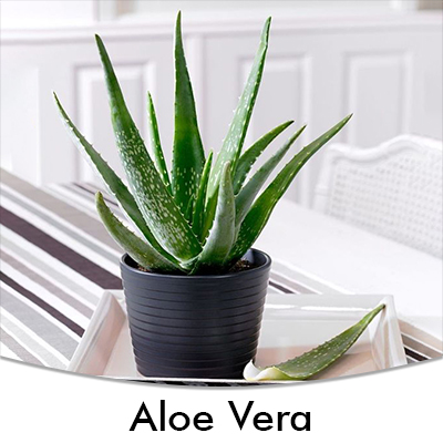 Aloe Vera