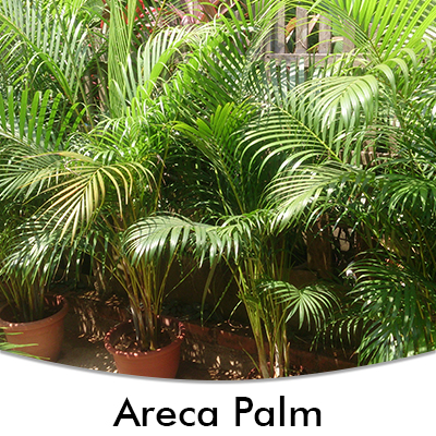 Areca Palm
