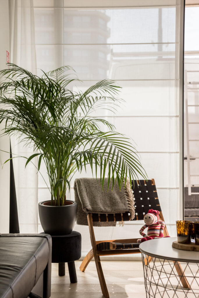 Areca Palm in Bedroom