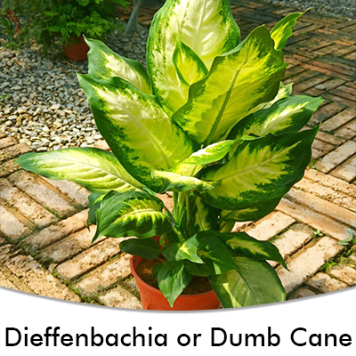 Dieffenbachia