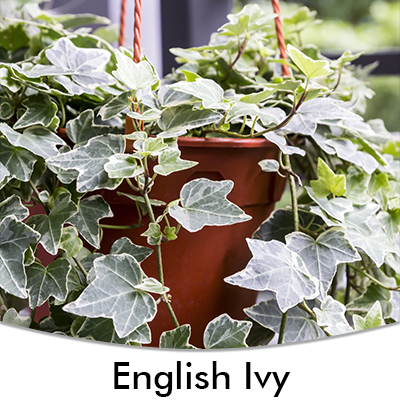 English Ivy