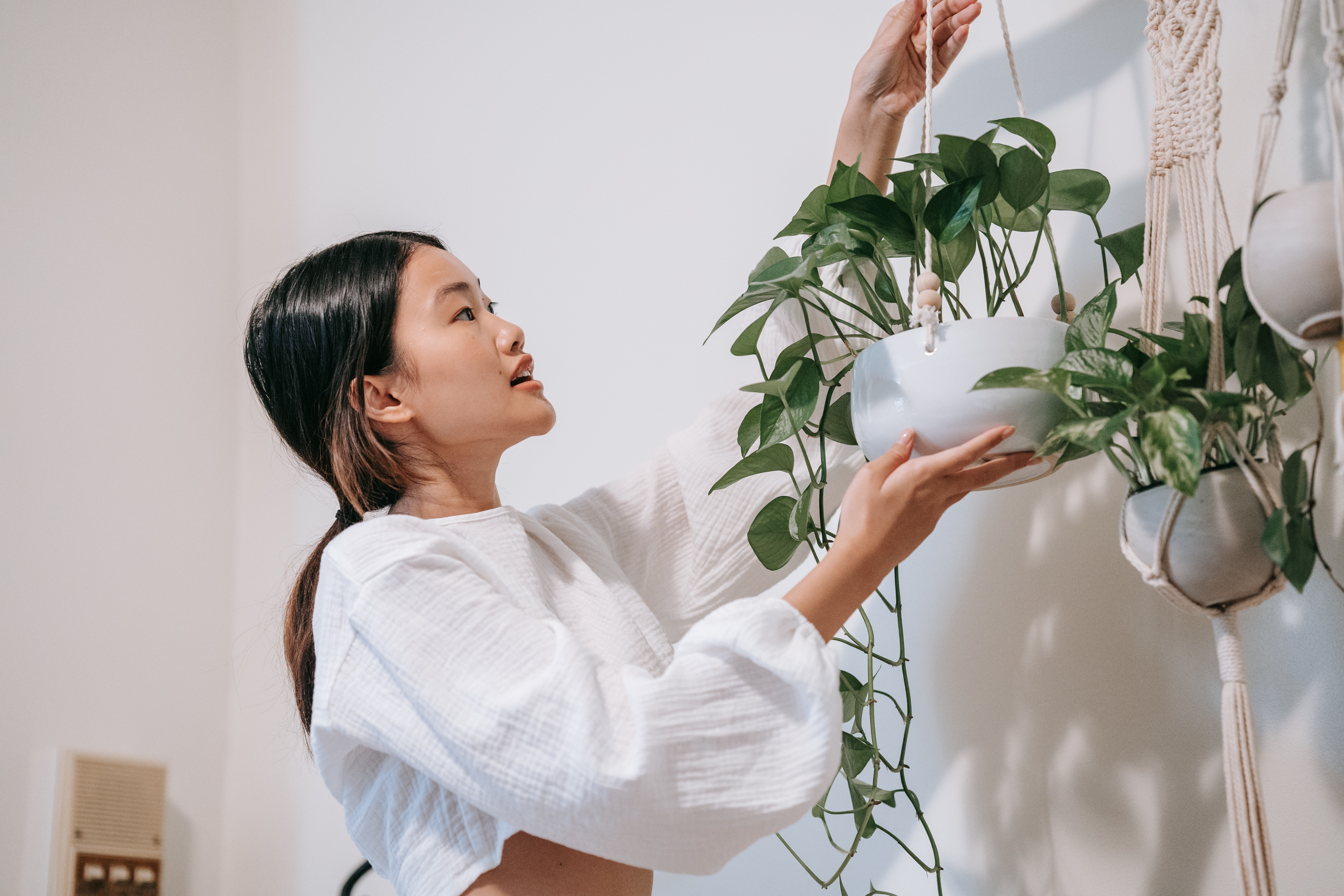 Hanging Biophilia