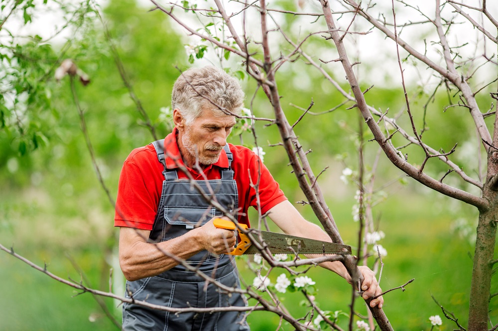 Know When is the Best Time to Trim Trees Know When is the Best Time to Trim Trees