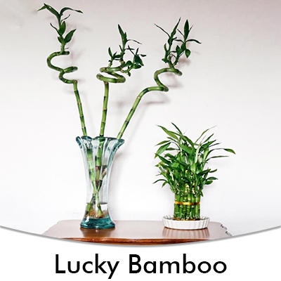 Lucky Bamboo