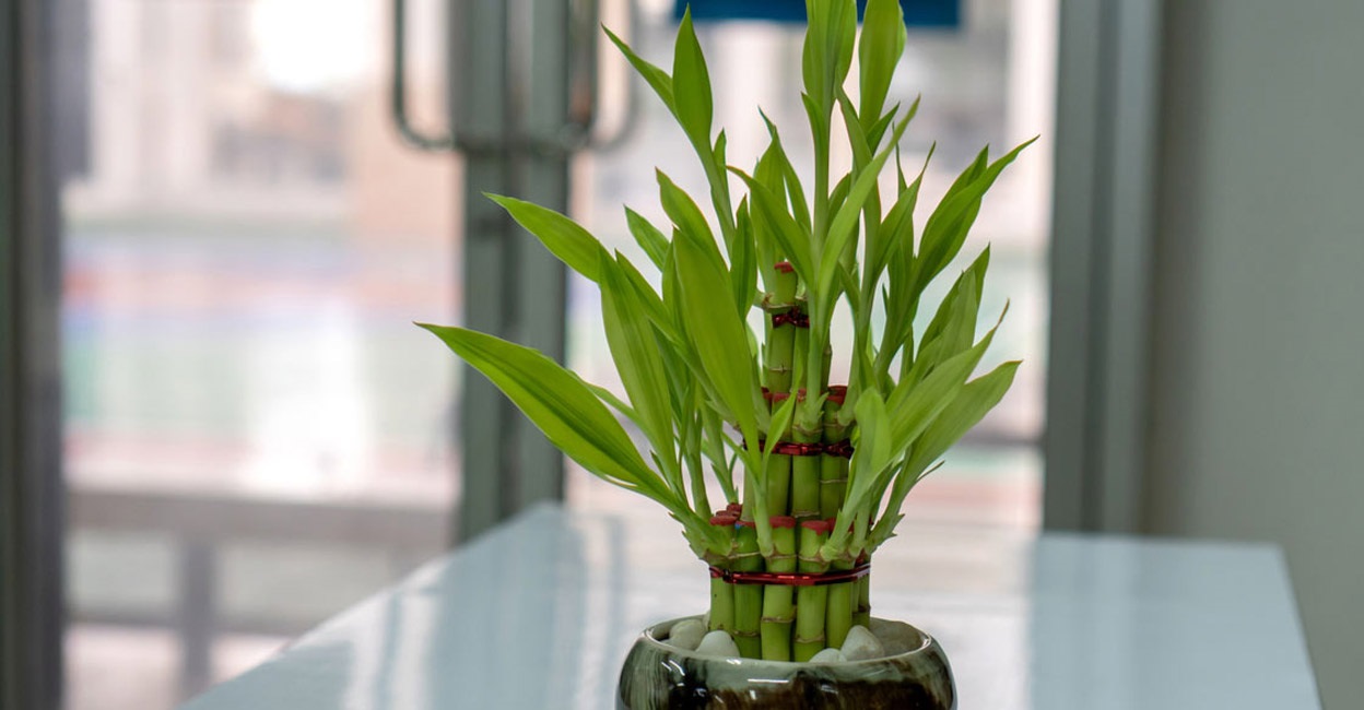 Lucky Bamboo in Bedroom
