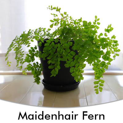 Maidenhair Fern