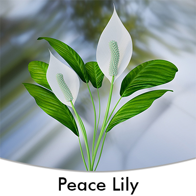 Peace Lily
