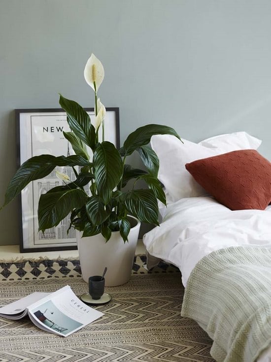 Peace Lily in Bedroom