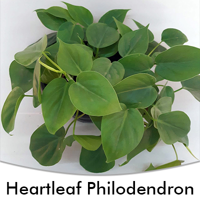 Philodendron