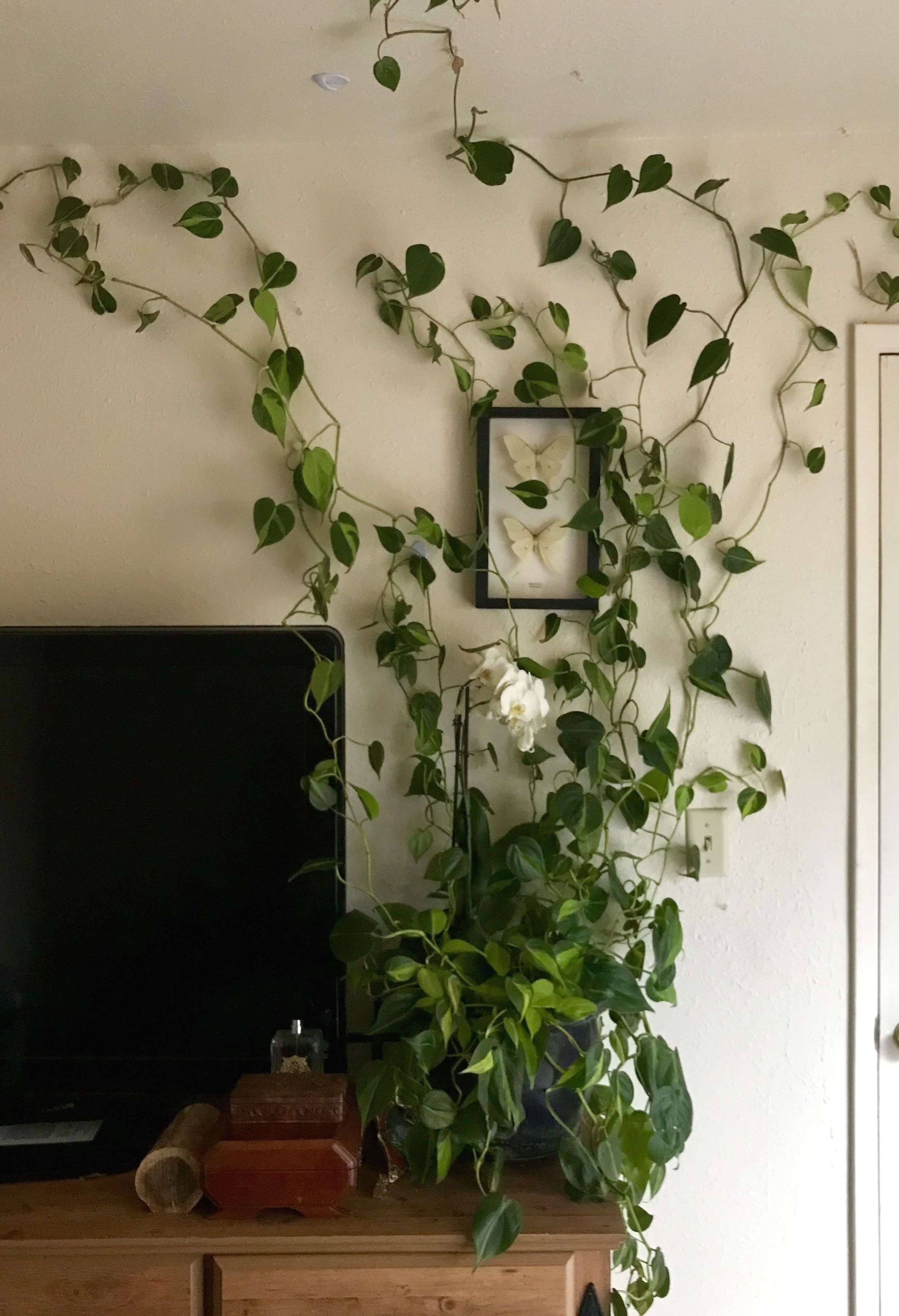 Philodendron in Bedroom