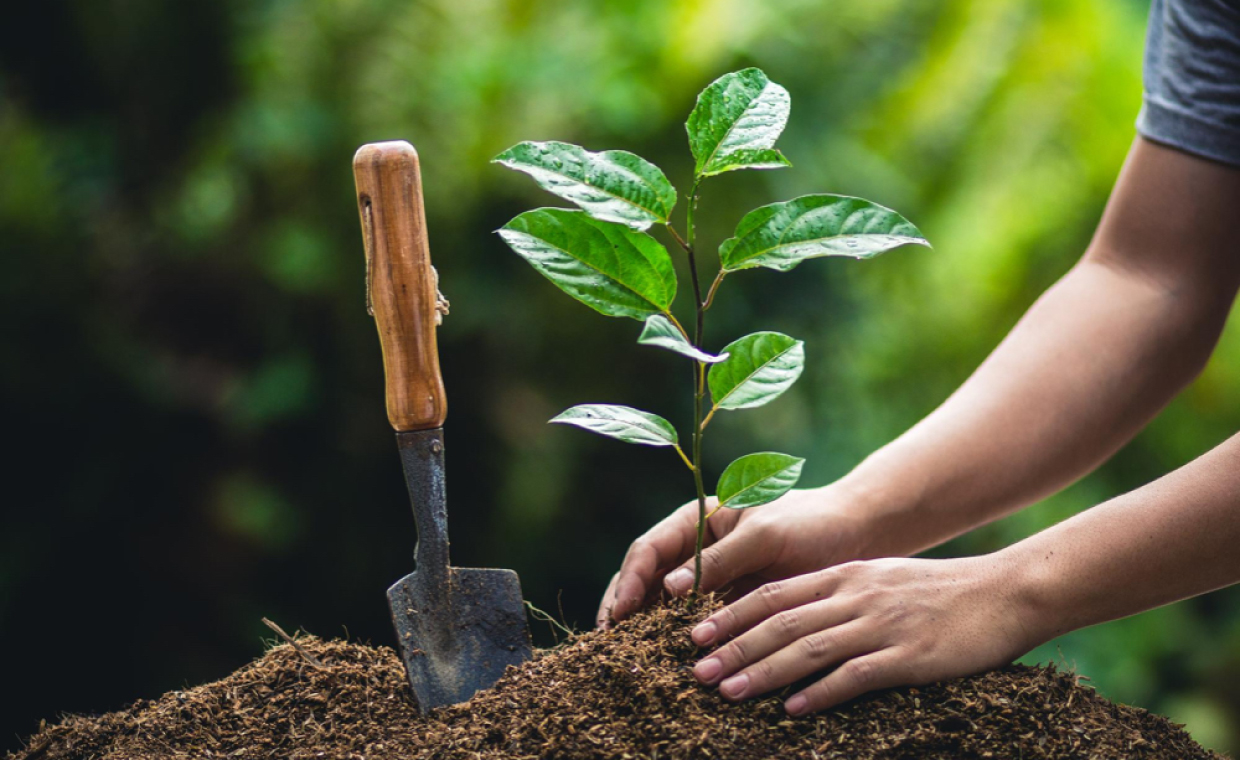 Plant Trees