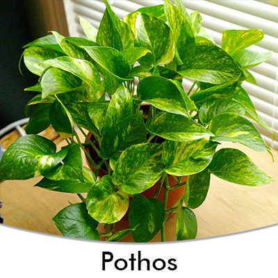 Pothos