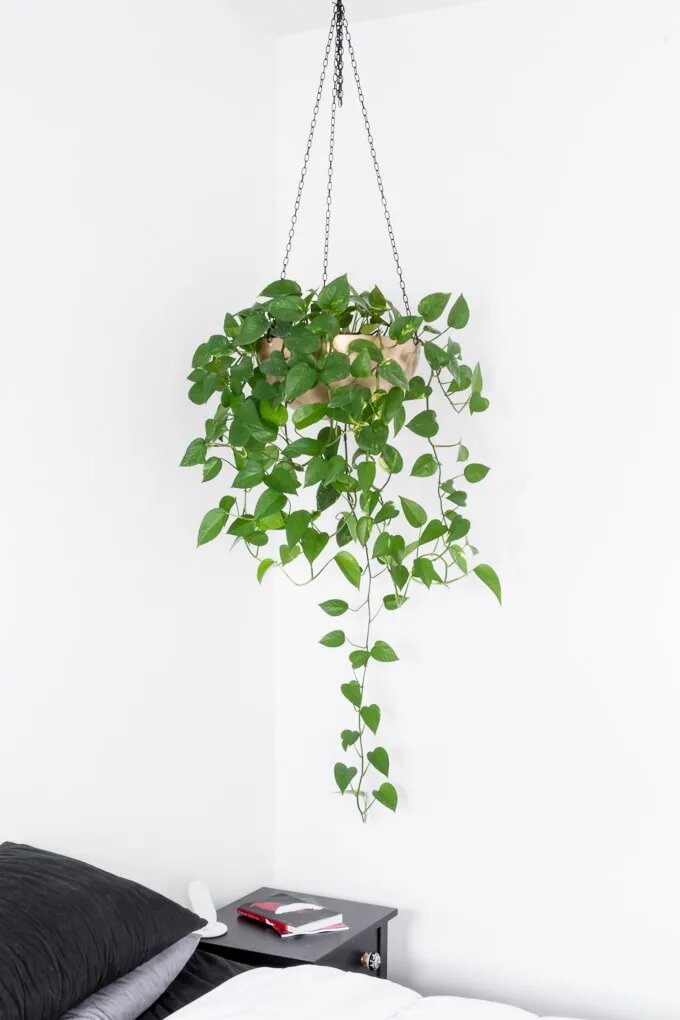 Pothos in Bedroom