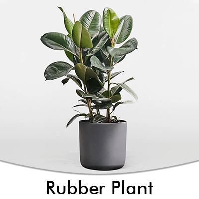 Rubber Plant
