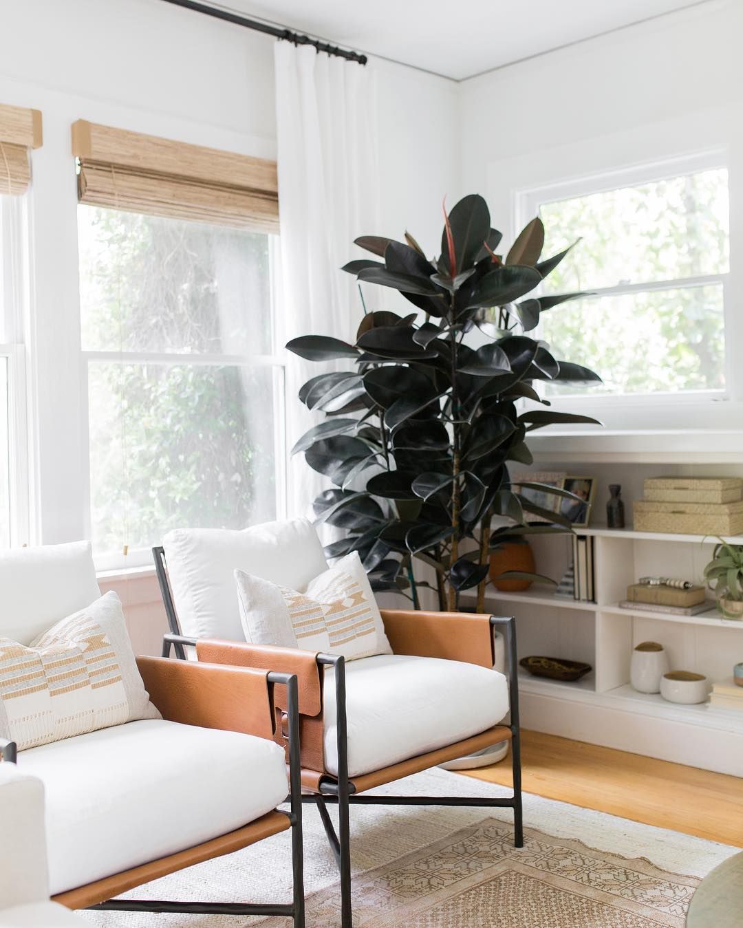 Rubber Plant in Bedroom
