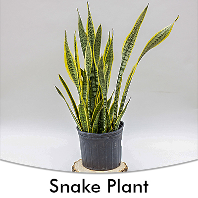 Snake Plant