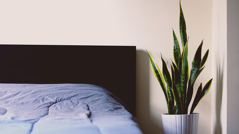 Snake Plant in Bedroom