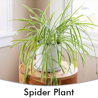 Spider Plant