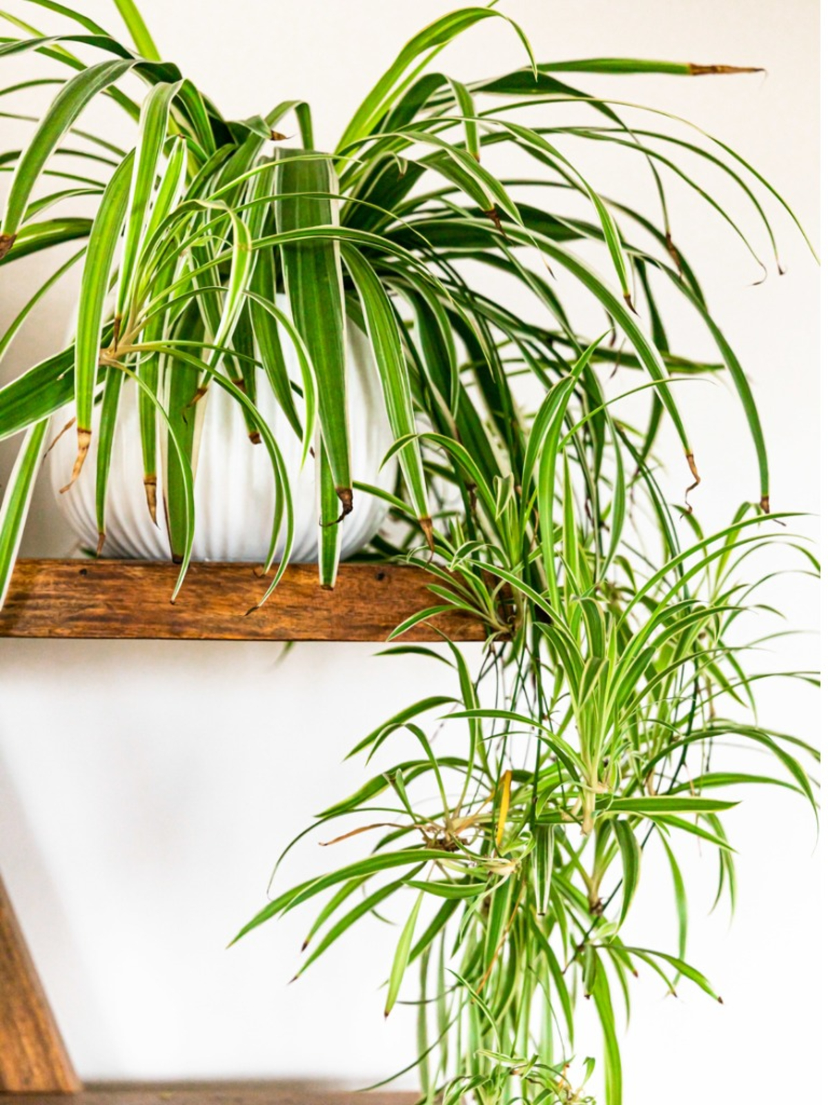 Spider Plant in Bedroom